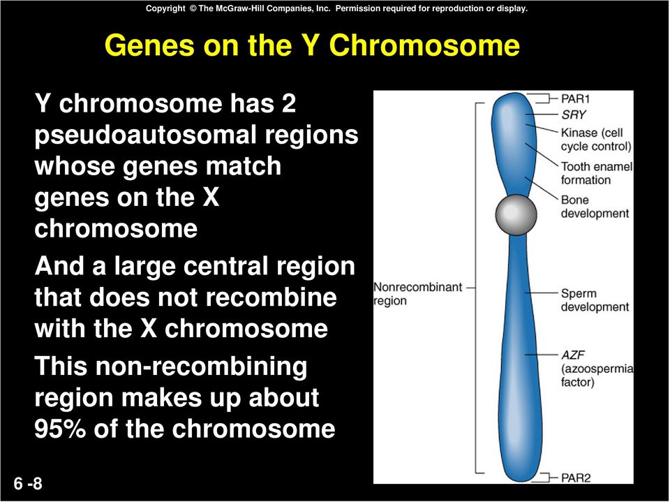 Genes on the Y Chromosome Y chromosome has 2 pseudoautosomal regions whose genes match