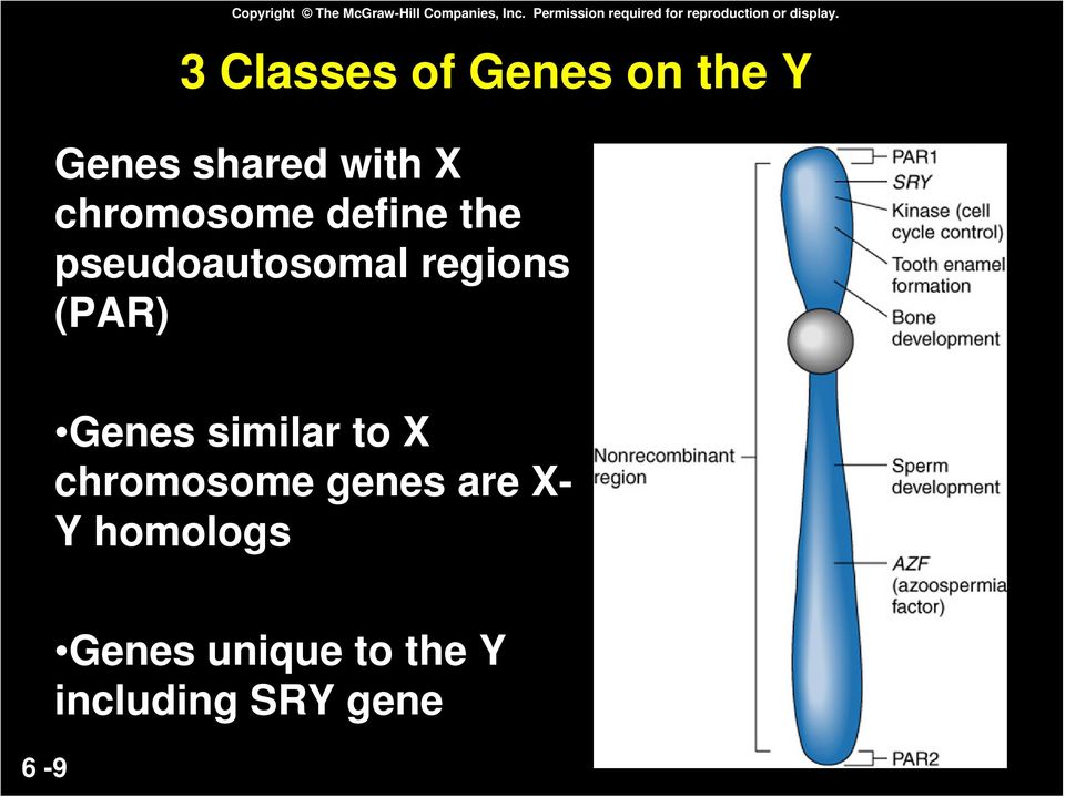 3 Classes of Genes on the Y Genes shared with X chromosome define the