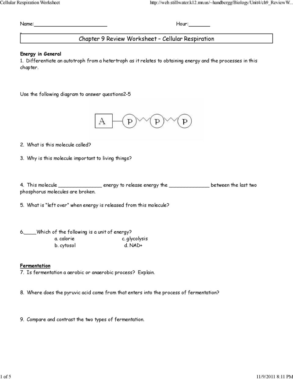 Chapter 11 Review Worksheet Cellular Respiration - PDF Free Download Inside Cellular Respiration Review Worksheet