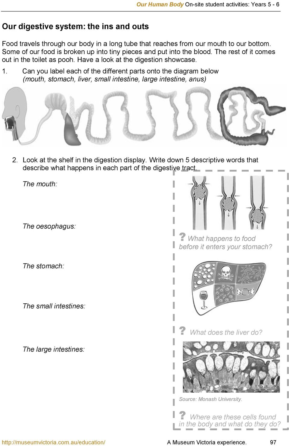Can you label each of the different parts onto the diagram below (mouth, stomach, liver, small intestine, large intestine, anus) 2. Look at the shelf in the digestion display.