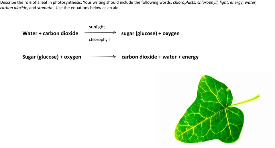 energy, water, carbon dioxide, and stomata. Use the equations below as an aid.