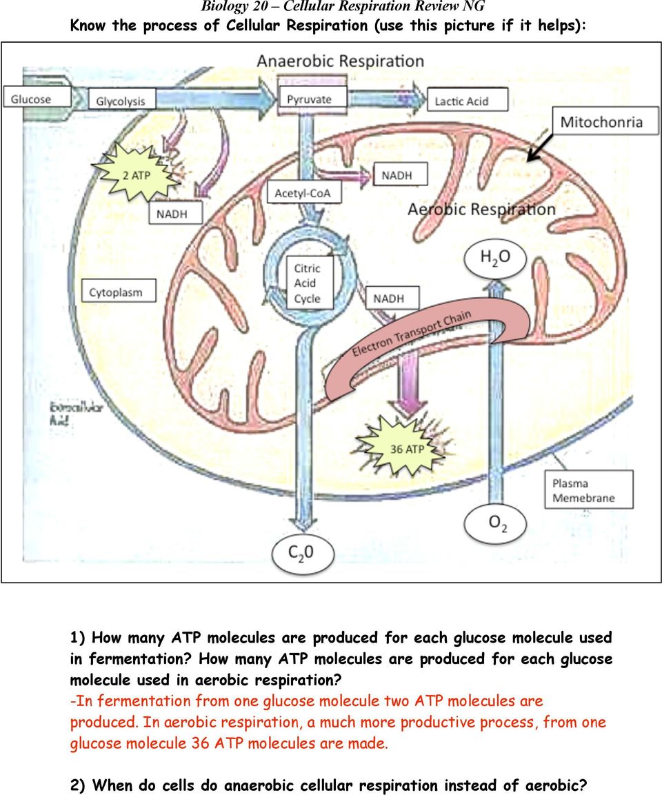 Biology 25 Cellular Respiration Review NG Know the process of In Cellular Respiration Review Worksheet