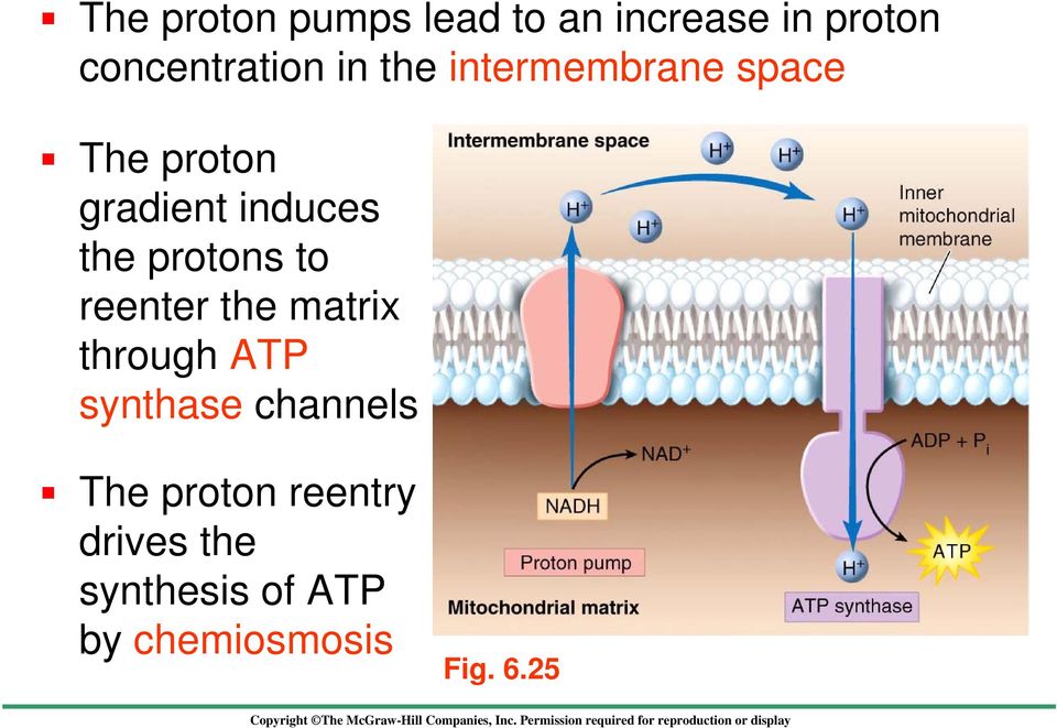 protons to reenter the matrix through ATP synthase channels