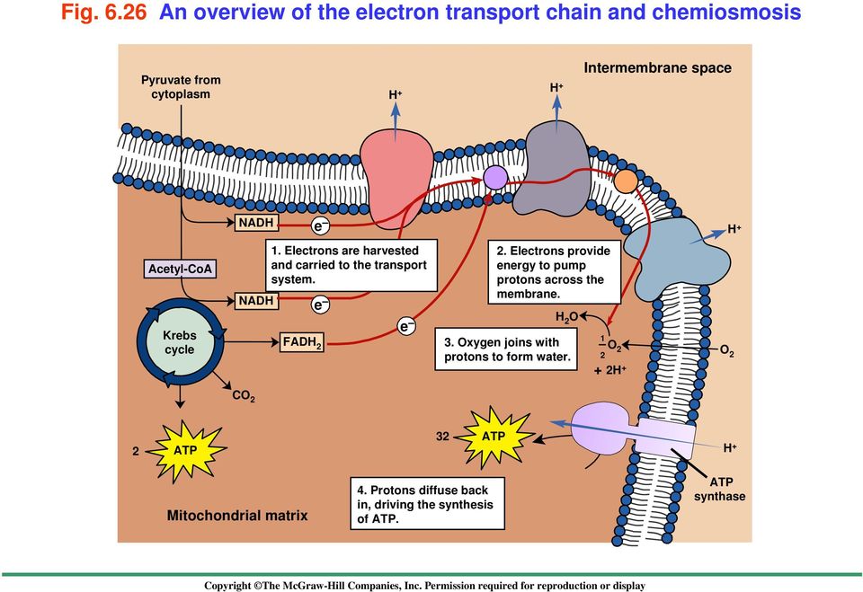 e H + Acetyl-CoA Krebs cycle NADH 1. Electrons are harvested and carried to the transport system. FADH 2 e e 2.