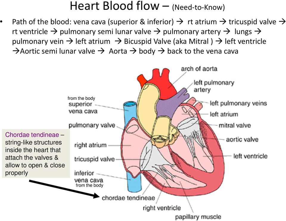 Mitral ) left ventricle Aortic semi lunar valve Aorta body back to the vena cava from the body Chordae