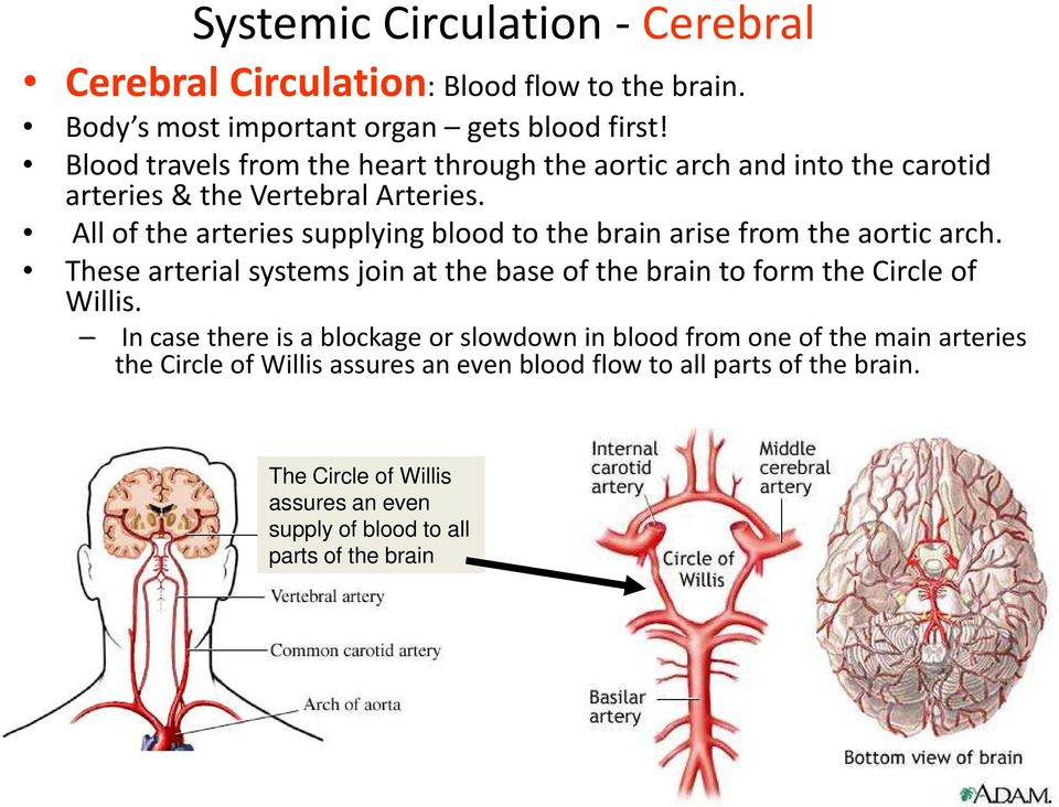 All of the arteries supplying blood to the brain arise from the aortic arch.