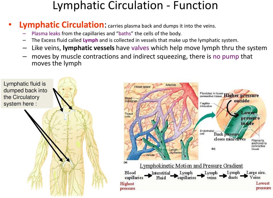 The Excess fluid called Lymph and is collected in vessels that make up the lymphatic system.