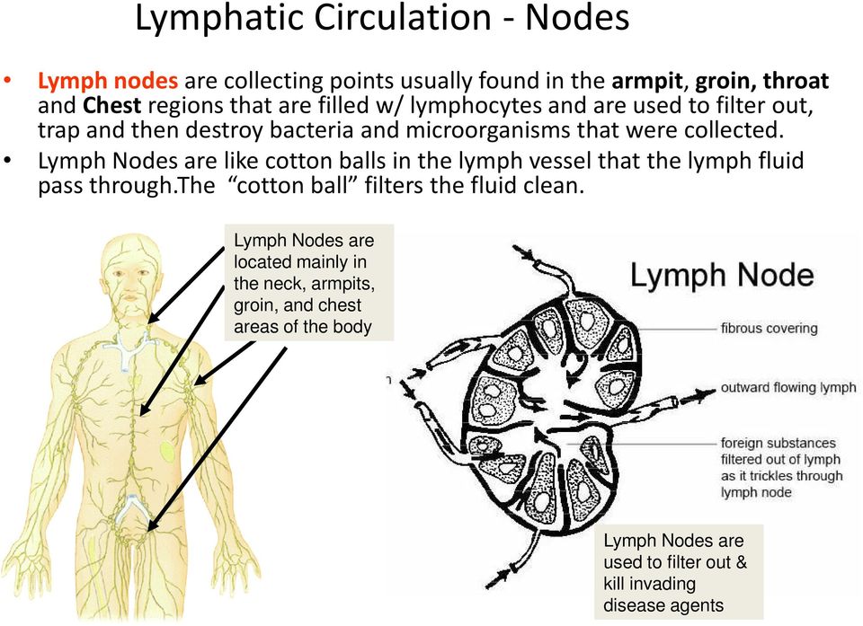 Lymph Nodes are like cotton balls in the lymph vessel that the lymph fluid pass through.the cotton ball filters the fluid clean.