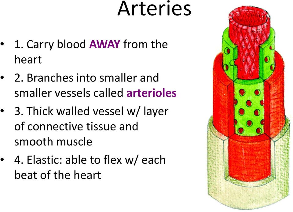 arterioles 3.