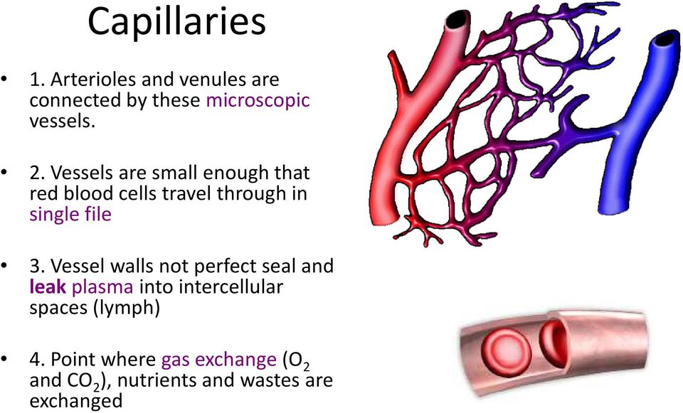 Vessel walls not perfect seal and leak plasmainto intercellular spaces (lymph) 4.