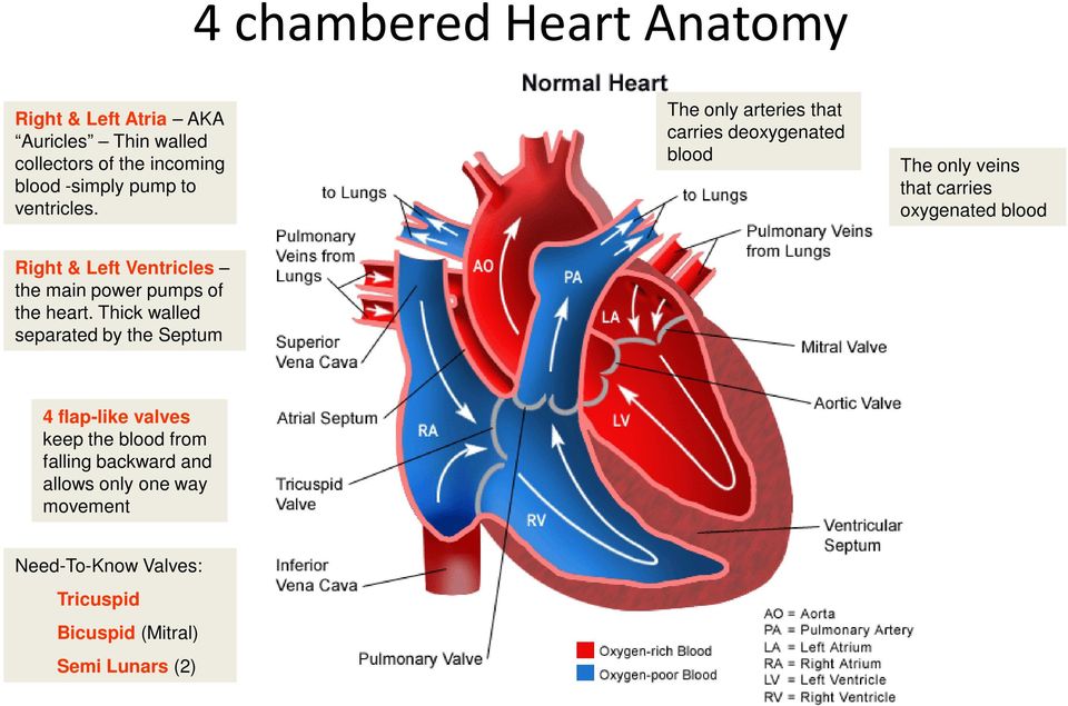 that carries oxygenated oxygenated blood blood Right & Left Ventricles the main power pumps of the heart.