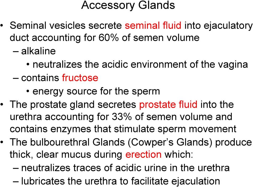 accounting for 33% of semen volume and contains enzymes that stimulate sperm movement The bulbourethral Glands (Cowper s Glands) produce