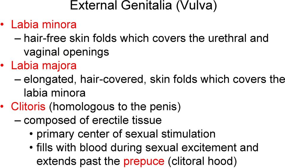 minora Clitoris (homologous to the penis) composed of erectile tissue primary center of