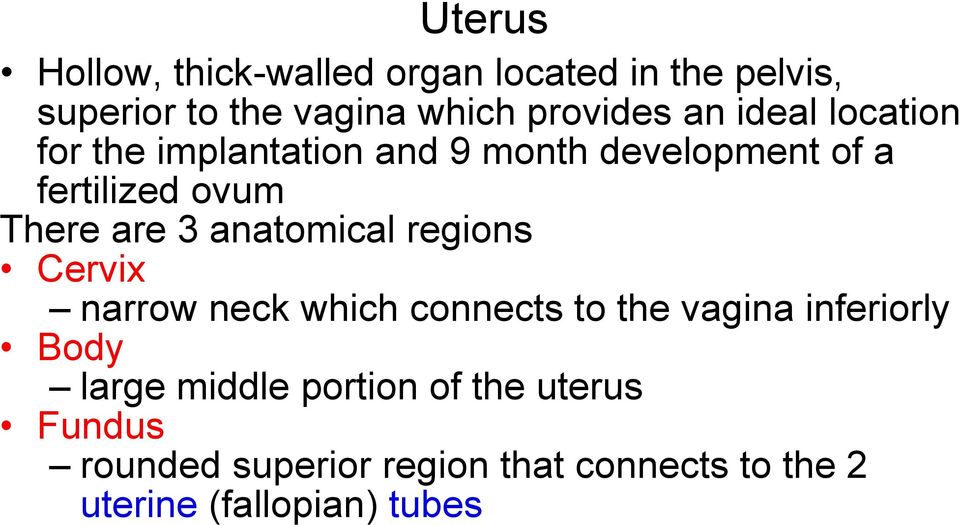 anatomical regions Cervix narrow neck which connects to the vagina inferiorly Body large middle