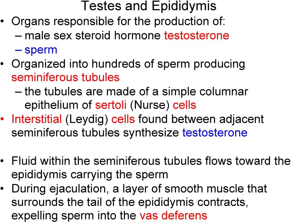 found between adjacent seminiferous tubules synthesize testosterone Fluid within the seminiferous tubules flows toward the epididymis