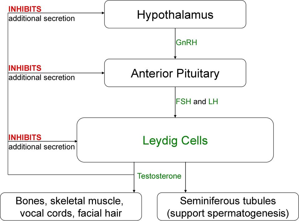 additional secretion Leydig Cells Testosterone Bones, skeletal