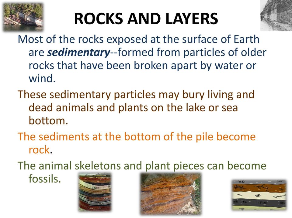 These sedimentary particles may bury living and dead animals and plants on the lake or sea
