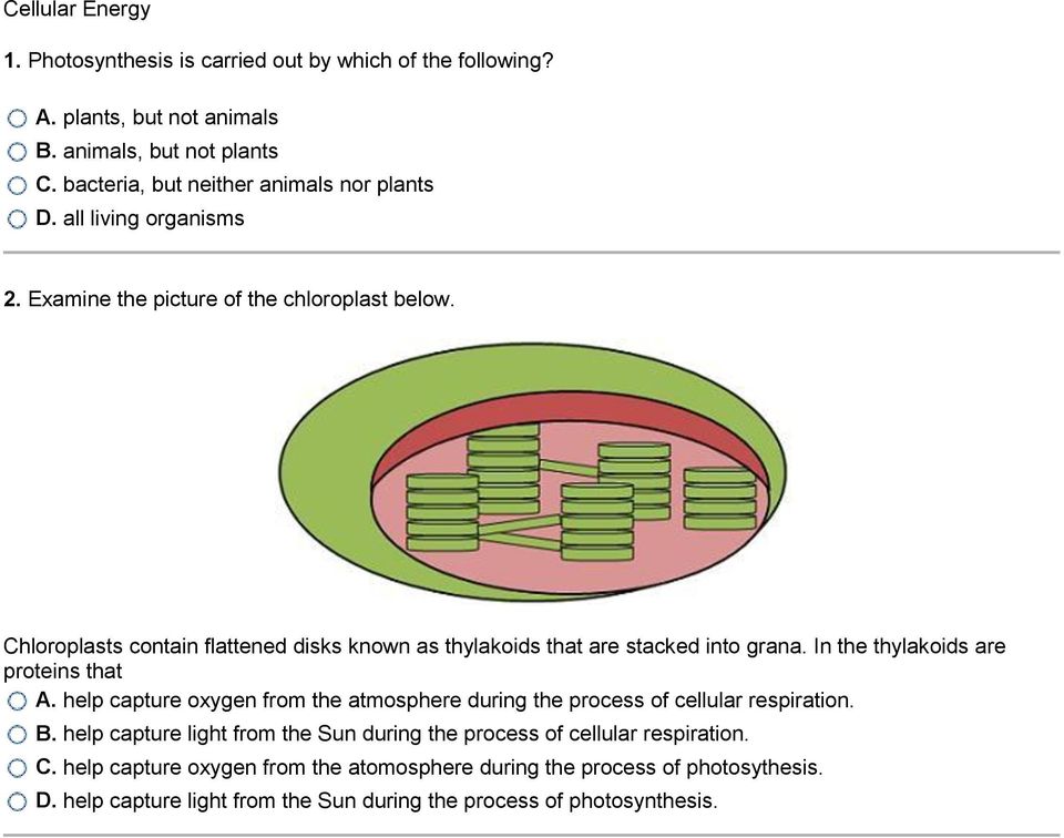 Cellular Energy. 1. Photosynthesis is carried out by which of the  following? - PDF Free Download