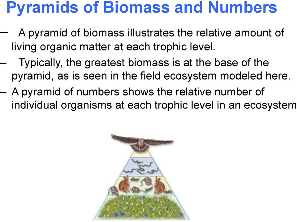 Typically, the greatest biomass is at the base of the pyramid, as is seen in the field