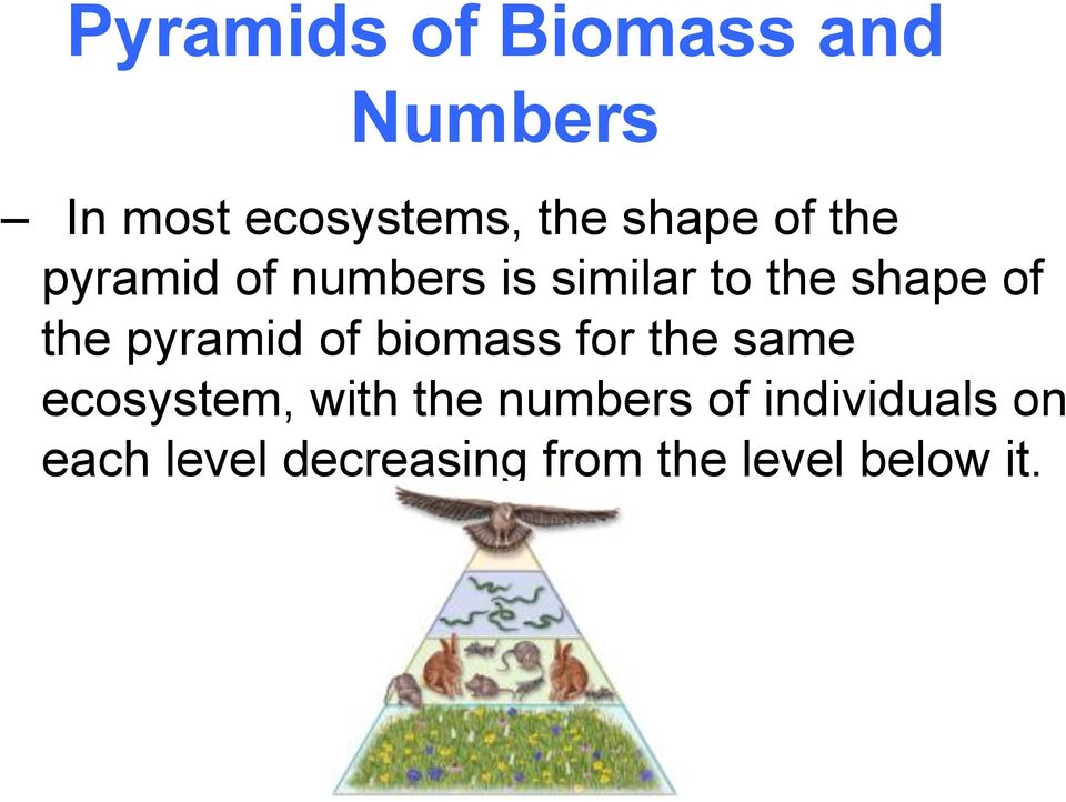 the pyramid of biomass for the same ecosystem, with the