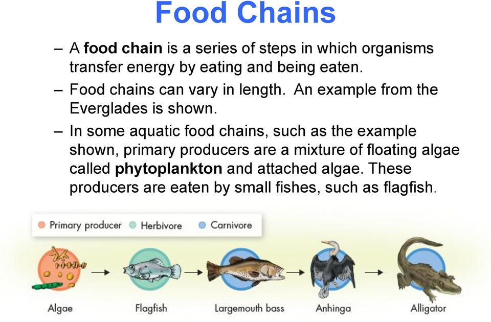 In some aquatic food chains, such as the example shown, primary producers are a mixture of
