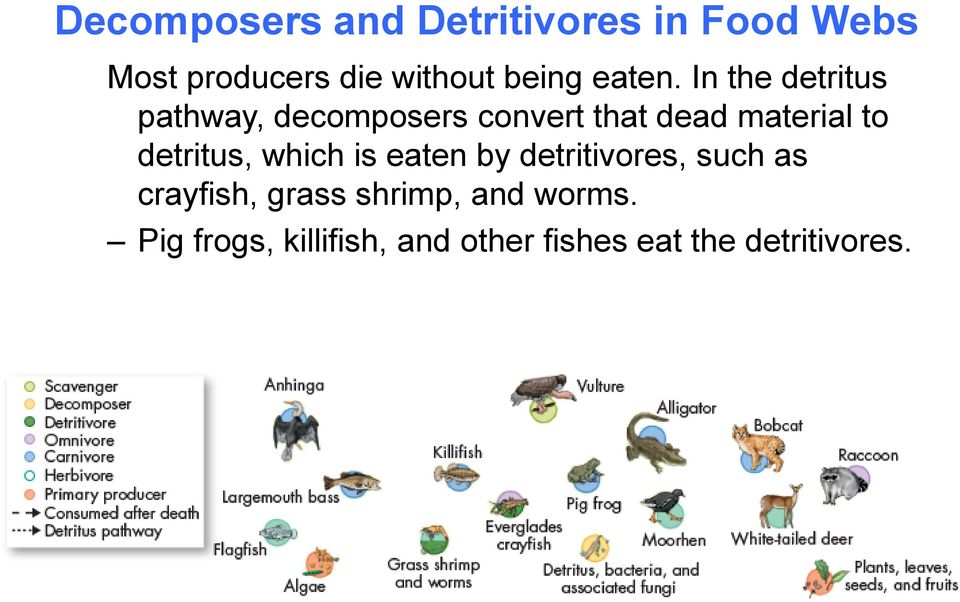 In the detritus pathway, decomposers convert that dead material to