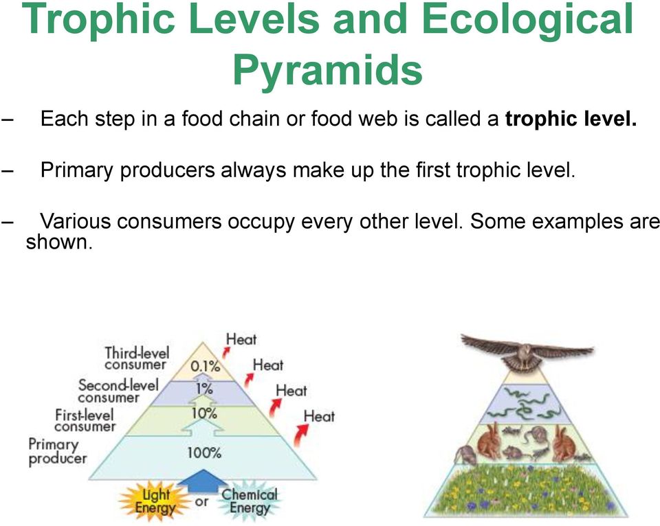 Primary producers always make up the first trophic level.