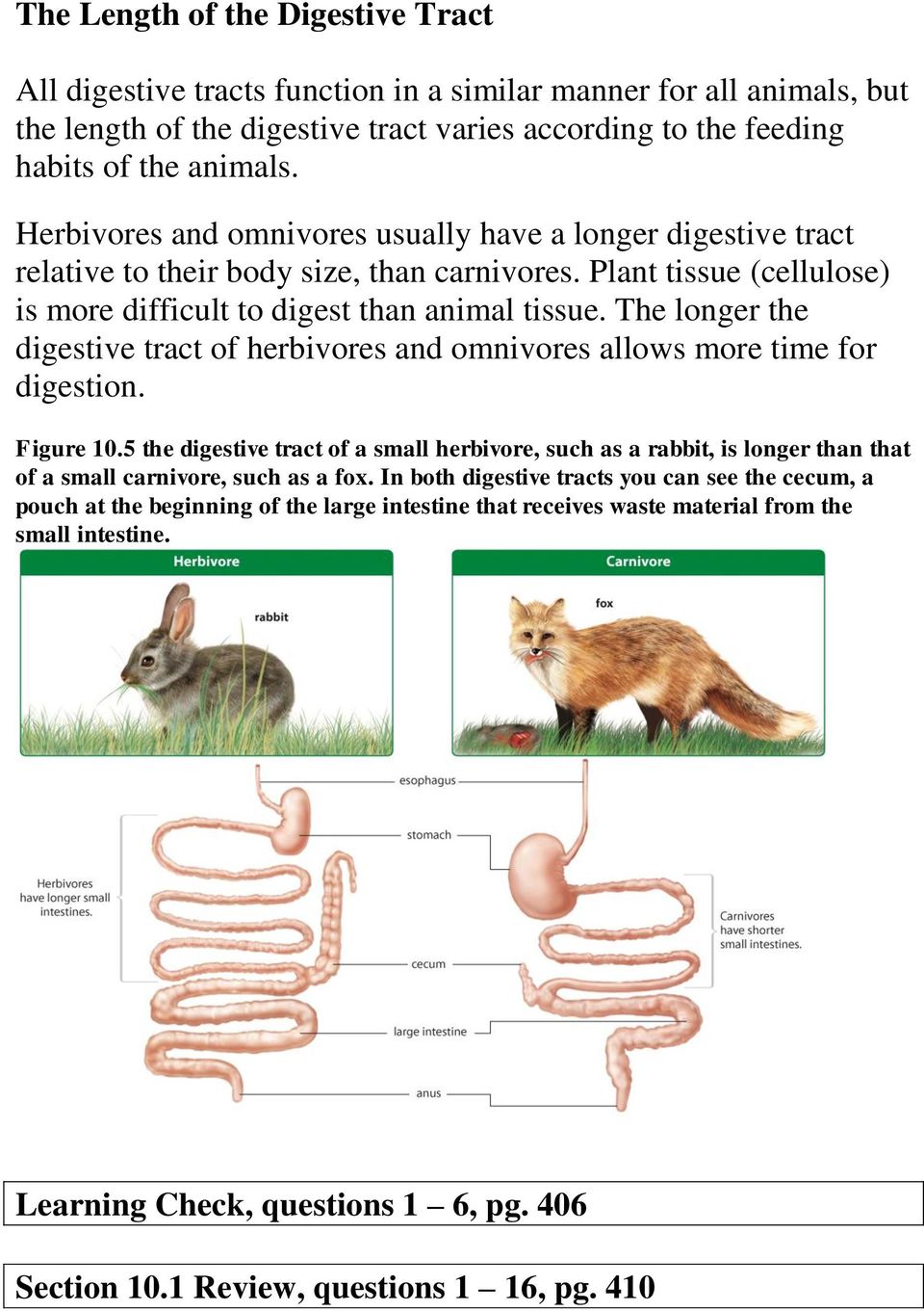 The longer the digestive tract of herbivores and omnivores allows more time for digestion. Figure 10.