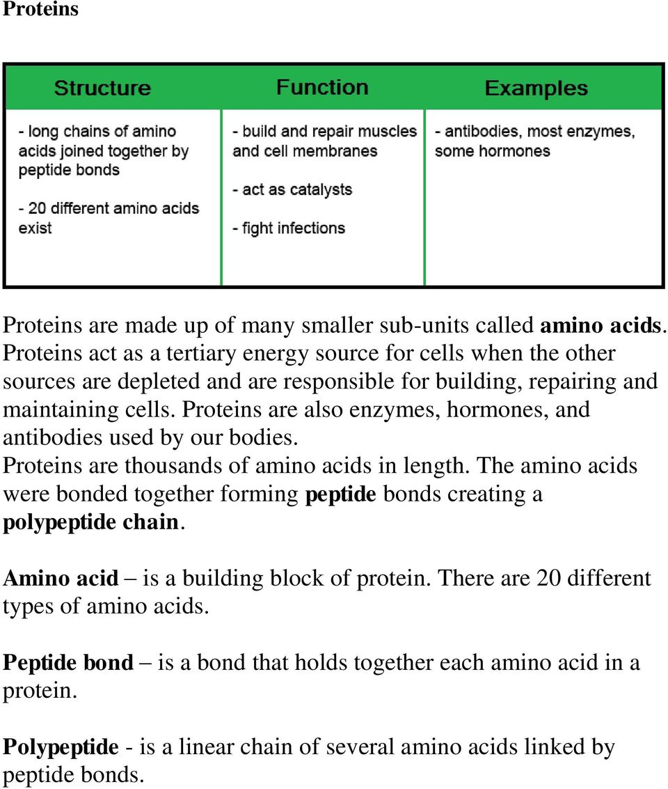 Proteins are also enzymes, hormones, and antibodies used by our bodies. Proteins are thousands of amino acids in length.
