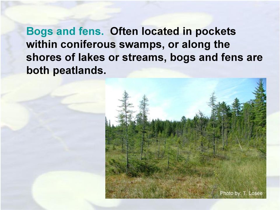 coniferous swamps, or along the