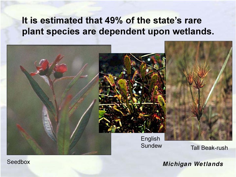 dependent upon wetlands.