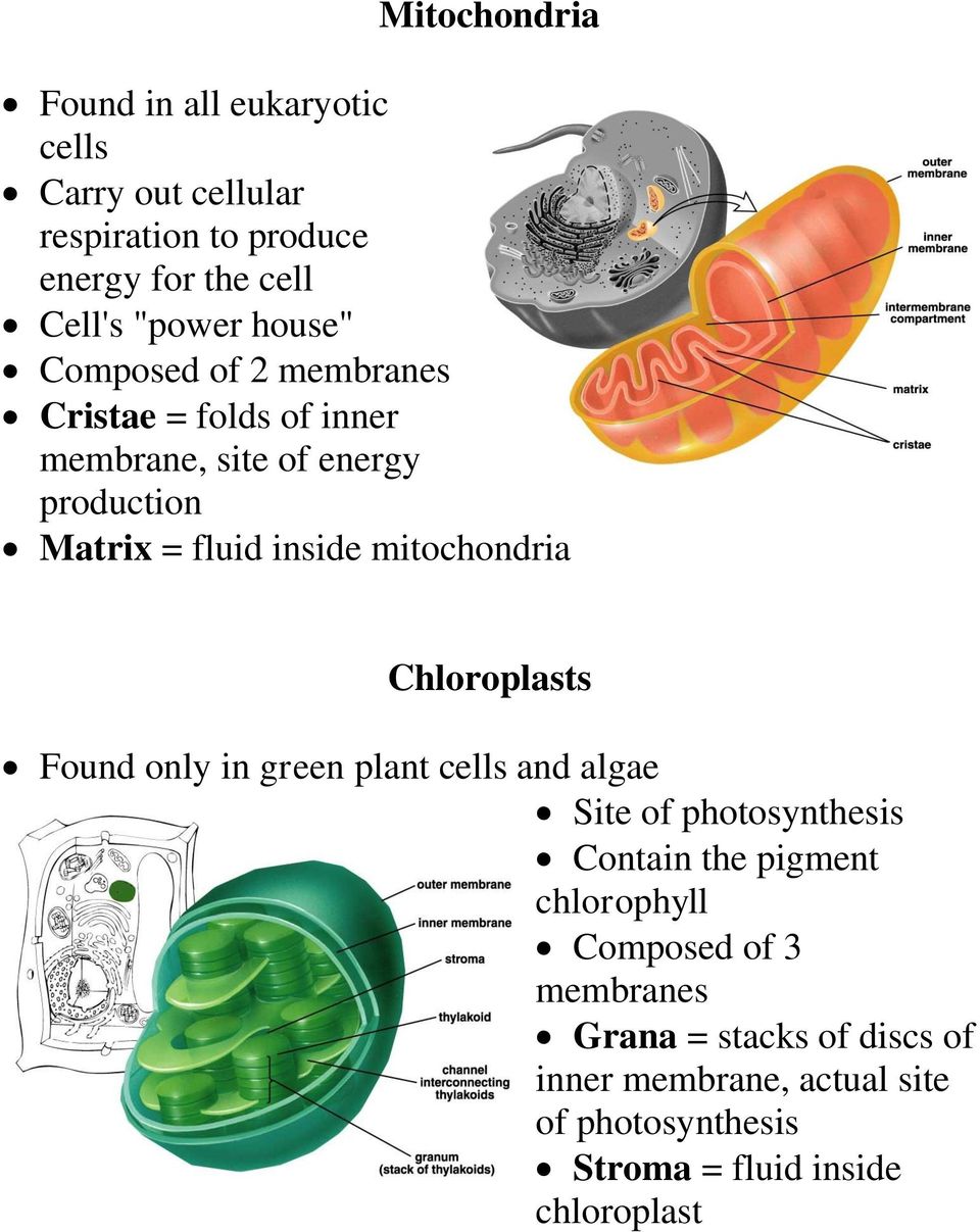 mitochondria Chloroplasts Found only in green plant cells and algae Site of photosynthesis Contain the pigment