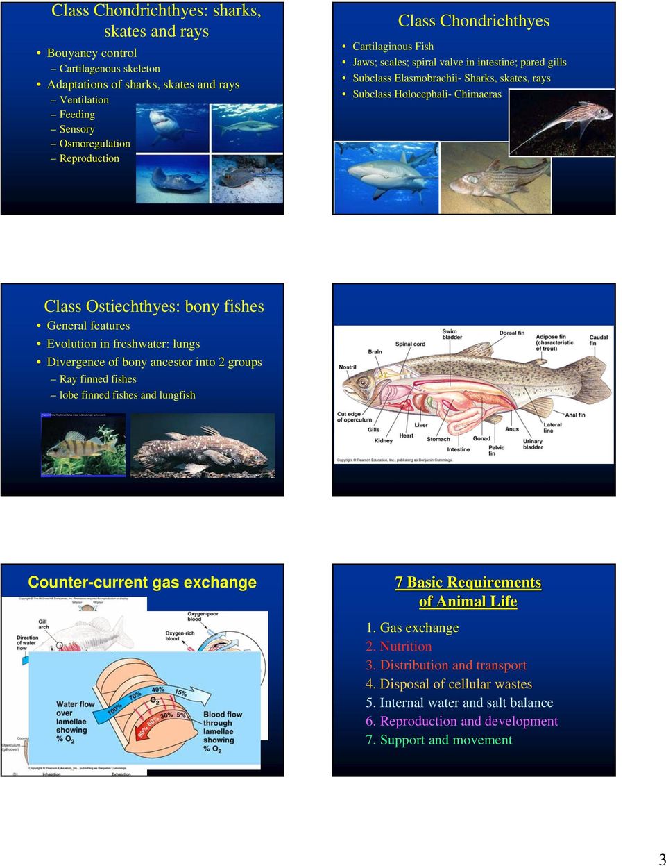 Feeding Sensory Osmoregulation Reproduction Class Chondrichthyes Cartilaginous Fish Jaws; scales; spiral valve in intestine; pared gills Subclass Elasmobrachii- Sharks, skates, rays Subclass