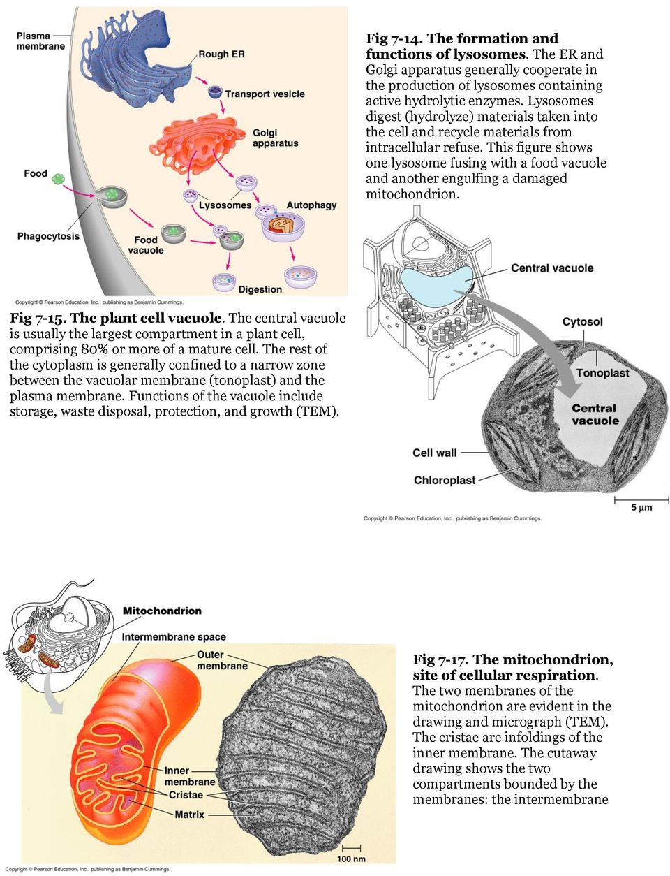 This figure shows one lysosome fusing with a food vacuole and another engulfing a damaged mitochondrion. Fig 7-15. The plant cell vacuole.