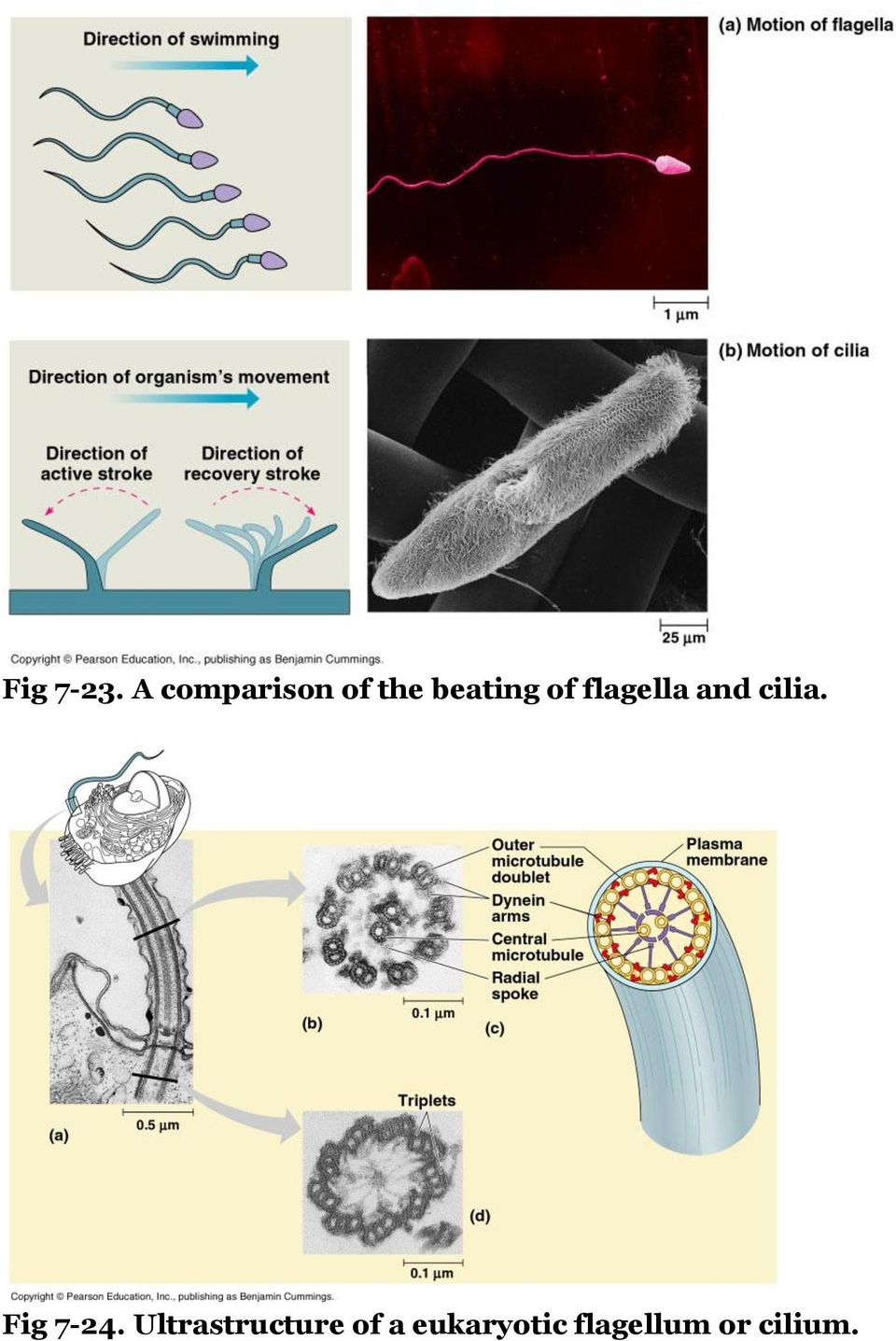 flagella and cilia. Fig 7-24.