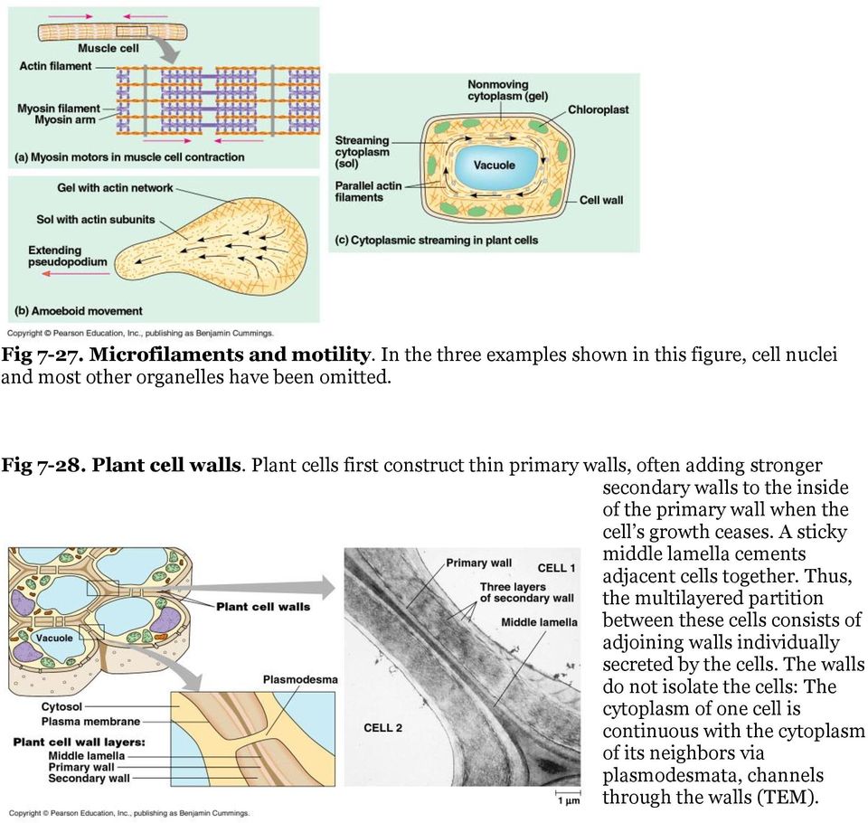Plant cells first construct thin primary walls, often adding stronger secondary walls to the inside of the primary wall when the cell s growth ceases.