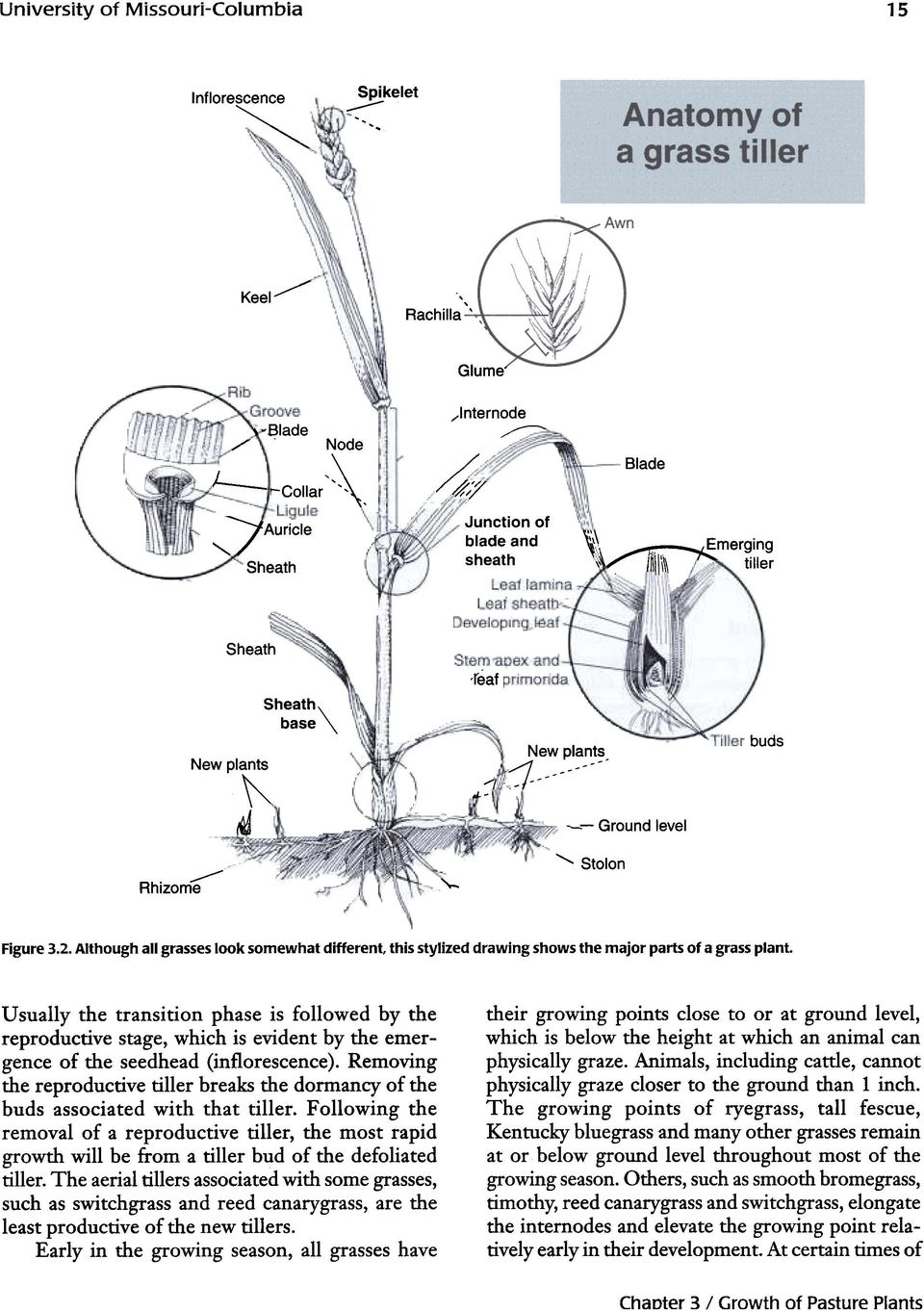 Although all grasses look somewhat different this stylized drawing shows the major parts of a grass plant.