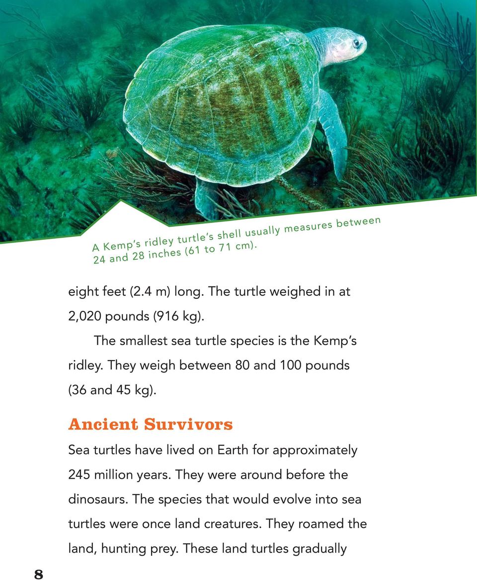 AMAZING REPTILES. Sea. Turtles. by Nancy Furstinger. Core Library ...