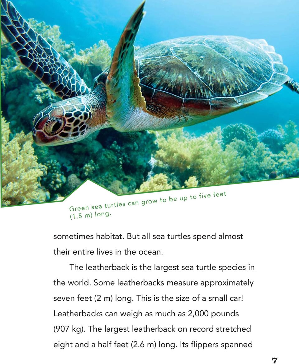 AMAZING REPTILES. Sea. Turtles. by Nancy Furstinger. Core Library ...
