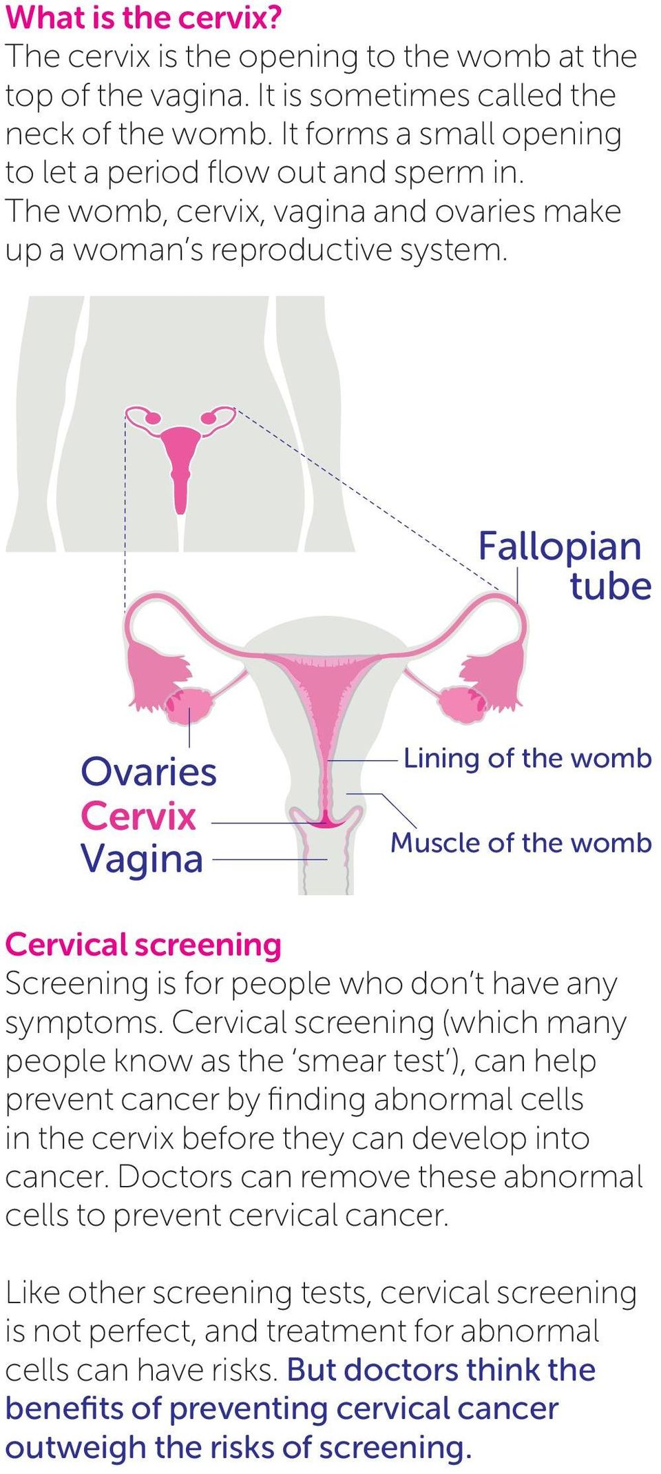 Fallopian tube Ovaries Cervix Vagina Lining of the womb Muscle of the womb Cervical screening Screening is for people who don t have any symptoms.