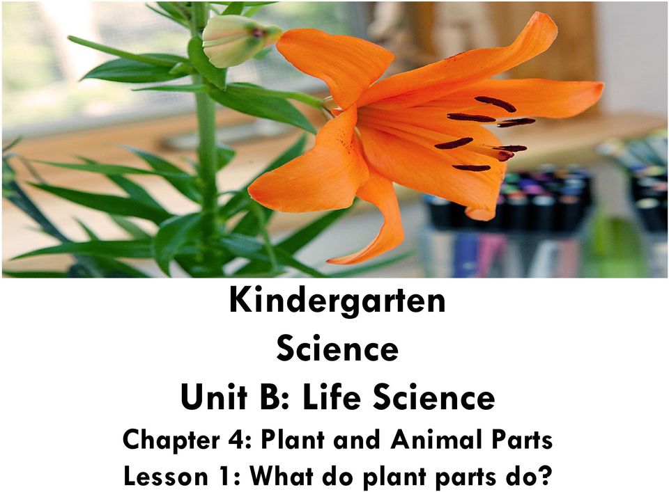 B: Life Science Chapter 4: Plant and