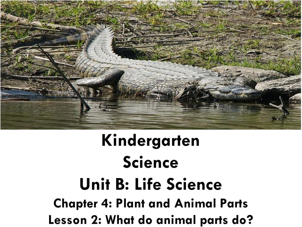B: Life Science Chapter 4: Plant and