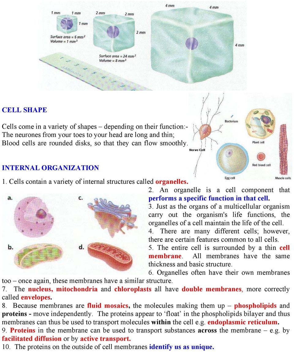 Just as the organs of a multicellular organism carry out the organism's life functions, the organelles of a cell maintain the life of the cell. 4.