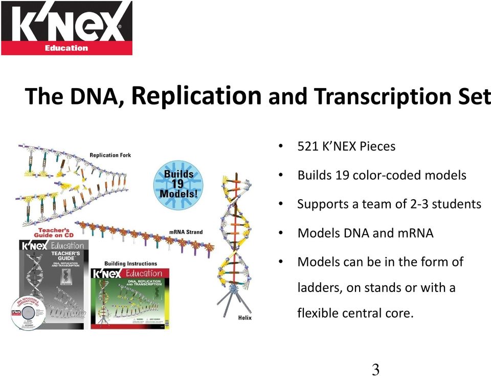 2 3 students Models DNA and mrna Models can be in the
