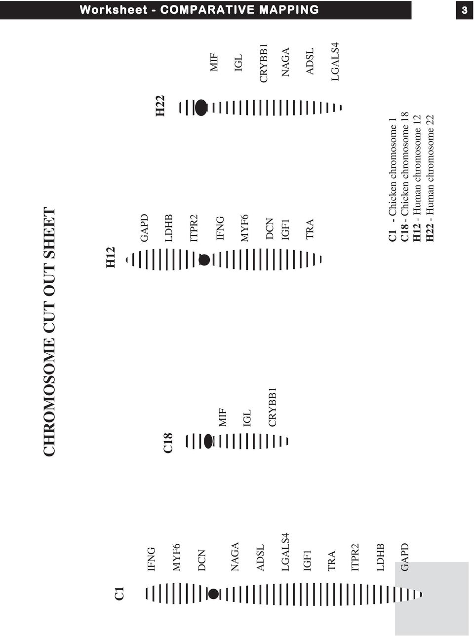 Chicken chromosome 18 H12 - Human chromosome 12 H22