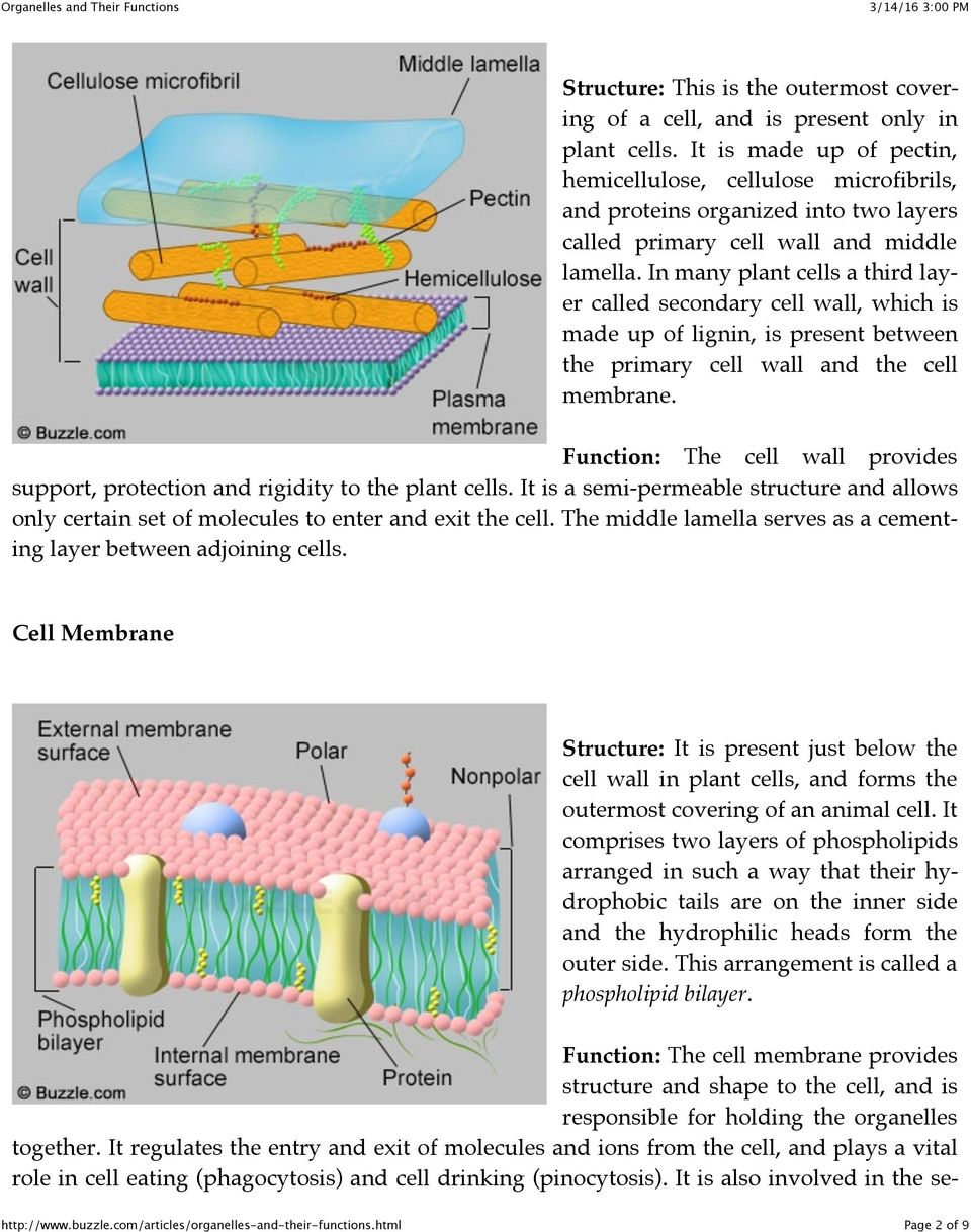 In many plant cells a third layer called secondary cell wall, which is made up of lignin, is present between the primary cell wall and the cell membrane.
