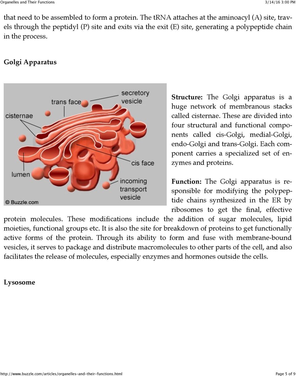 Golgi Apparatus Structure: The Golgi apparatus is a huge network of membranous stacks called cisternae.