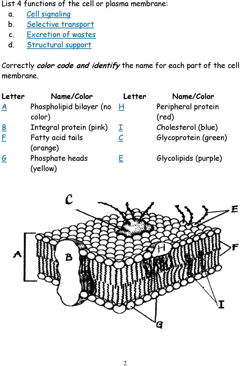 Cell Membrane Coloring Worksheet - PDF Free Download Within Cell Membrane Images Worksheet Answers