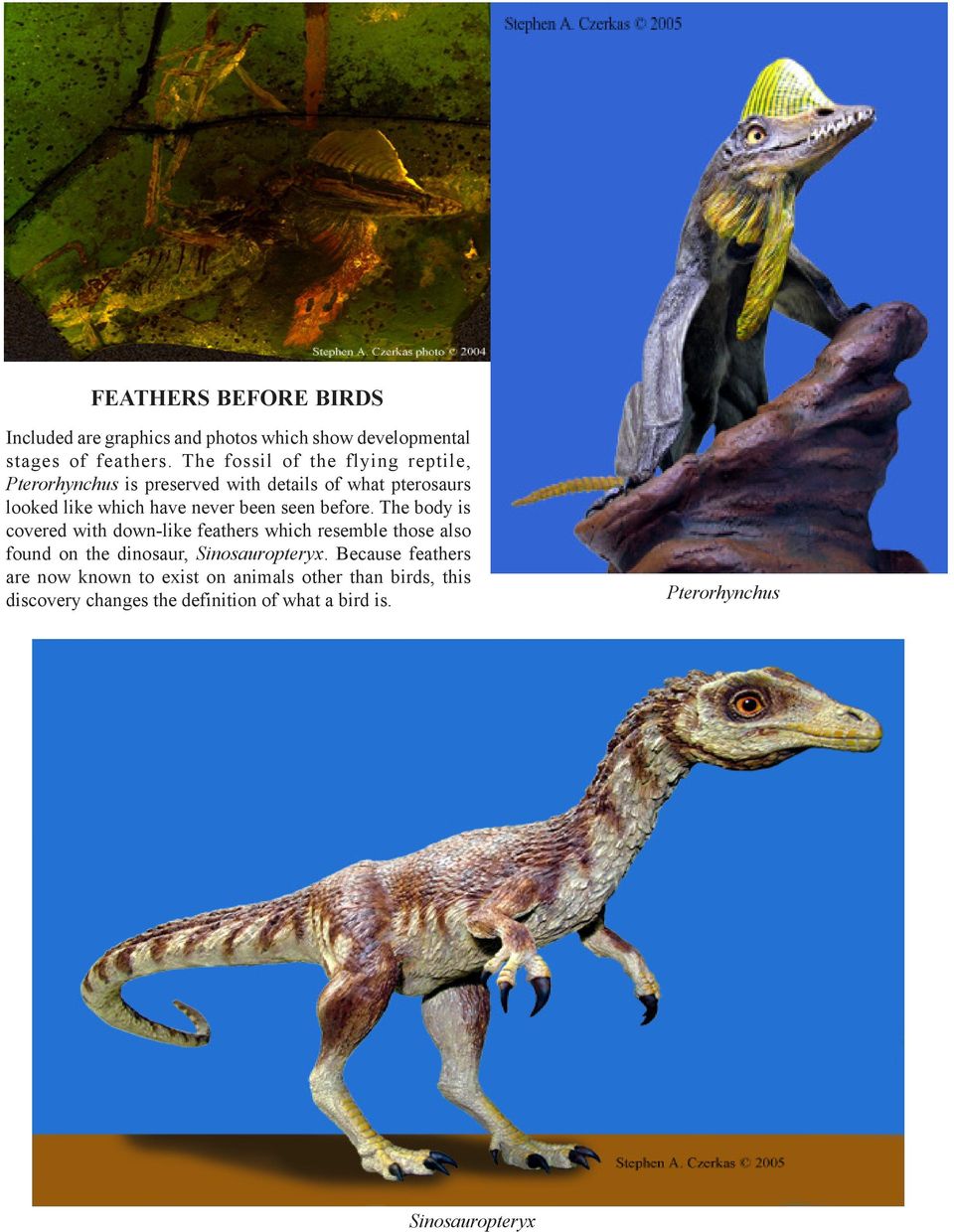 seen before. The body is covered with down-like feathers which resemble those also found on the dinosaur, Sinosauropteryx.
