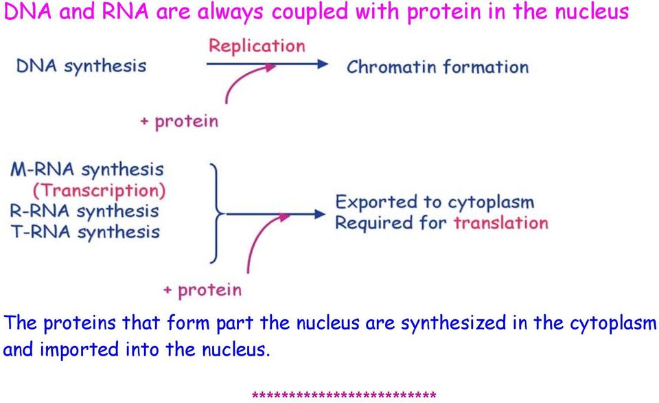 nucleus are synthesized in the cytoplasm and